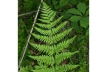 Dryopteris carthusiana