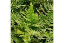 Dryopteris championii