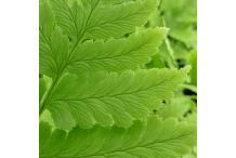 Dryopteris clintoniana