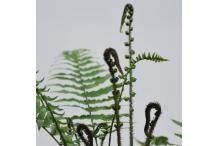 Dryopteris cycadina