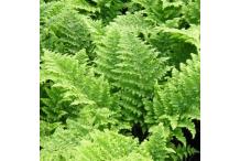 Dryopteris dilatata 'Crispa Whiteside'