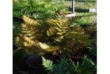 Dryopteris erythrosora