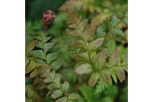 Dryopteris erythrosora var. prolifica