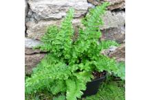 Dryopteris filix-mas 'Fluctuosa Cristata'