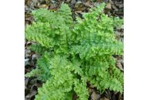 Dryopteris filix-mas 'Crispa'