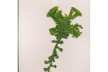 Dryopteris filix-mas 'Grandiceps'