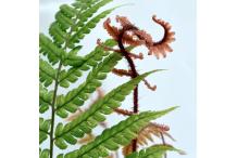 Dryopteris lepidopoda