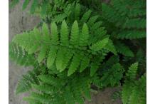 Dryopteris remota