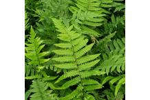 Dryopteris scottii