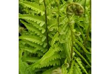 Dryopteris tokyoensis