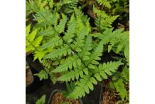 Dryopteris uniformis