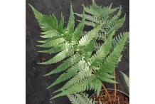 Dryopteris varia