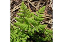 Gymnocarpium dryopteris