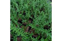 Polypodium cambricum 'Hornet'