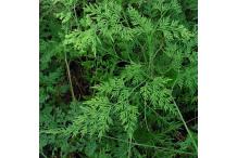 Onychium japonicum 'Sichuan Lace'