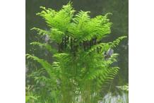 Osmunda claytoniana