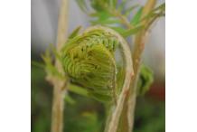 Osmunda regalis