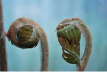 Osmunda regalis 'Purpurascens'