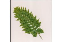 Polypodium cambricum 'Barrowii'