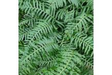 Polypodium glycyrrhiza x scouleri