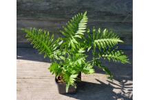 Polypodium 'Whitley Giant'