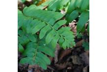 Polystichum acrostichoides