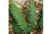 Polystichum aculeatum