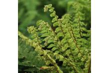 Polystichum makinoi