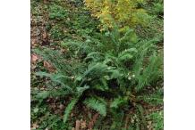 Polystichum munitum