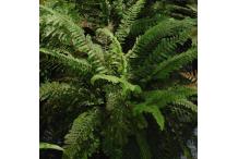 Polystichum setiferum 'Nantes'