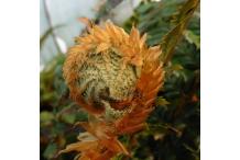 Polystichum neolobatum