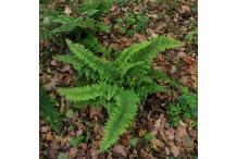 Polystichum setiferum 'Plumosum Densum'