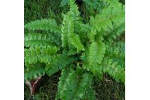 Polystichum polyblepharum