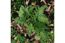 Polystichum rigens