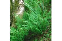 Polystichum setiferum