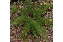 Polystichum setiferum 'Herrenhausen'