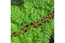 Polystichum setiferum Tripinnatum Group