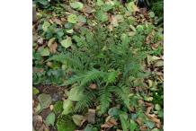 Polystichum tsus-simense