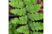 Polystichum woronowii