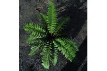 Polystichum x dycei