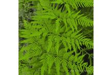 Pteris tremula