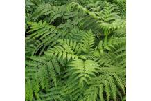 Pteris wallichiana