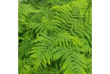 Pteris wallichiana, early form
