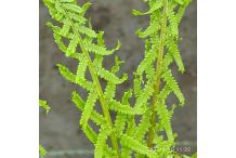 Athyrium filix-femina 'Dre's Dagger'