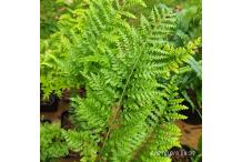 Polypodium vulgare 'Trichomanoides Backhouse'