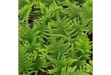 Polypodium cambricum  'Macrostachyon'