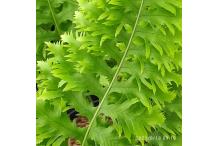 Polypodium cambricum  'Prestonii'