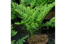 Polypodium x mantoniae 'Cornubiense'