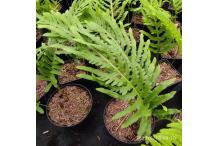 Polypodium cambricum 'Semilacerum Falcatum O'Kelly'