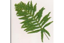 Polypodium cambricum 'Herbert Whitley'